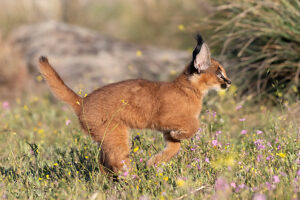 Caracal (Caracal caracal) cub,aged 9 weeks,leaping through grass,Spain. Captive,occurs in Africa and Asia. 