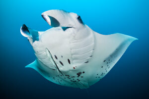 Reef manta (Mobula alfredi) swimming in open water with a Remora (Remora remora) swimming below,North Ari Atoll,Maldives,Indian Ocean. 