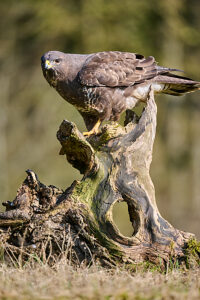 Buzzard (Buteo buteo) perched on tree stump,Lorraine,France.