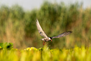 Whiskered tern (Chlidonias hybrida) arriving at nest among aquatic vegetation,mainly Water soldiers (Stratiotes aloides),with nesting material in beak,Danube delta,Romania.  