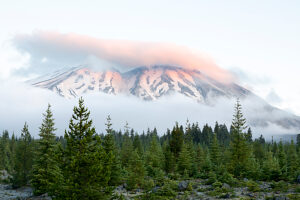 New forest growth in the Lahar deviation area with low cloud at sunrise,Mount St Helens National Volcanic Monument,Cascade Mountains,Washington,USA.