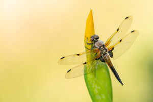 Four spotted chaser dragonfly (Libellula quadrimaculata) resting on yellow flag iris flower bud (Iris pseudacorus). Cornwall,UK.
