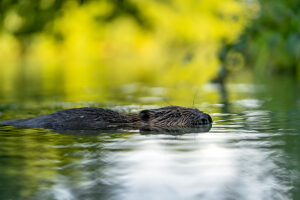 Eurasian beaver (Castor fiber) swimming in river,Lucerne,Switzerland.  