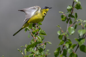 Grey headed wagtail (Motacilla flava thunbergi) perched on branch stretching wings,Hemsedal region,Norway.