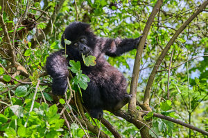 Mountain gorilla (Gorilla beringei) silverback male infant,aged 2 and half,resting in tree. Member of the Nyakagezi group. Mgahinga National Park,Uganda. Critically endangered. 