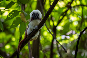 Cotton top tamarin (Saguinus oedipus) sitting in tree,Tayrona National Park,Magdalena,Colombia. Critically endangered. 