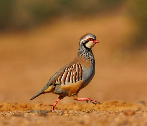 Red partridge (Alectoris rufa) walking over dry ground,Penalajo,Castilla,Spain. 