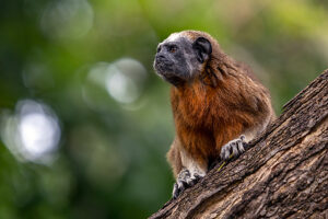 Silvery brown bare face tamarin / White footed tamarin (Saguinus leucopus) resting on tree trunk,Cauca and Magdalena river basin,Colombia. Endangered. 