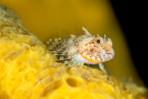 Scalyhead sculpin (Artedius harringtoni) resting on a Yellow encrusting sponge (Myxilla lacunosa),Browning Pass,Vancouver Island,British Columbia,Canada,Queen Charlotte Strait,Pacific Ocean. 