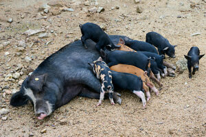 Corsican pig (Sus scrofa domestica) sow suckling piglets,free range pig family in the forest of Castagniccia,Haute Corse,Corsica.