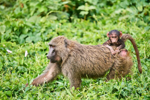 Olive baboon (Papio anubis) female,foraging among vegetation carrying infant on her back,Kibale National Park,Uganda. 