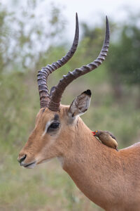 Red billed oxpecker (Buphagus erythrorhynchus) feeding on parasites on Impala (Aepyceros melampus),Kruger National Park,South Africa. 