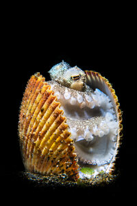 Veined octopus (Amphioctopus marginatus) making its home in an old clam shell on the seabed,Bitung,North Sulawesi,Lembeh Strait,Molucca Sea. 