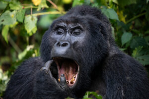 Mountain gorilla (Gorilla beringei beringei) yawning,portrait,Bwindi Impenetrable Forest,Uganda. Endangered. 