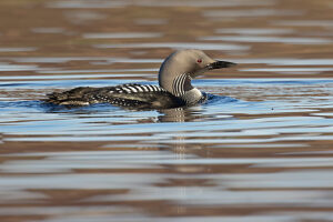 Black throated diver (Gavia arctica) on water,Scotland,UK.  