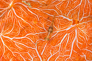 Common ghostgoby (Pleurosicya mossambica) camouflaged on a colourful encrusting sponge,Batanta Island,Raja Ampat,West Papua,Pacific Ocean. 