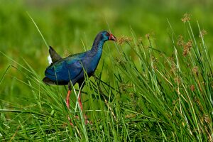 Purple gallinule (Porphyrio porphyrio) juvenile,perched among long grass,Mamanba Marsh,Uganda. 