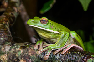 White lipped green tree frog (Litoria infrafrenata) portrait,Etty Bay,Wet Tropics World Heritage area,Queensland,Australia. 