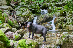 Corsican pig (Sus scrofa domestica) standing on rocks beside a forest pool with waterfall in background,free range pig in the forest of Castagniccia,Haute Corse,Corsica.