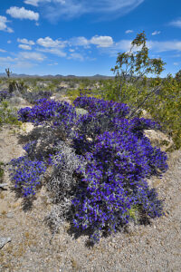 Mojave indigo bush (Psorothamnus arborescens) in flower,Mojave National Preserve,Mojave desert,California,USA. 