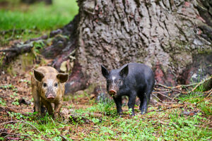 Two Corsican piglets (Sus scrofa domestica) in woodland,free range pigs in the forest of Castagniccia,Haute Corse,Corsica.