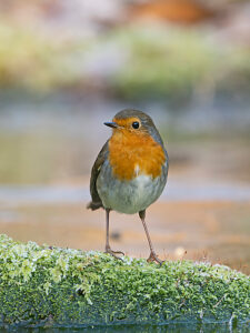 Robin (Erithacus rubecula) portrait,Norfolk,England,UK.  