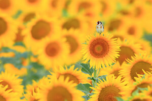 European goldfinch (Carduelis carduelis) perched in field of Sunflowers (Helianthus annuus),Cadiz,Andalusia,Spain.  