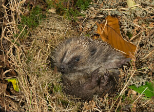 Hedgehog (Erinaceus europaeus) curled up in nest in garden,Norfolk,England,UK. 