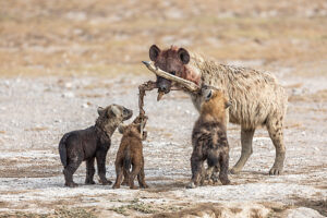 Spotted hyena (Crocuta crocuta) bringing carrion to cubs at den,Amboseli National Park,Kenya. 