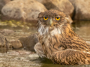 Brown fish owl (Ketoupa zeylonensis) fishing in shallow water,Ranthambhore,India. 