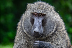 Olive baboon (Papio anubis) head portrait,Uganda. 