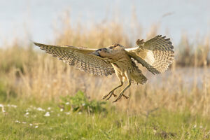 Bittern (Botaurus stellaris) landing on grass,Cley,Norfolk,UK.  