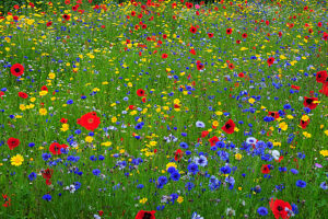 Poppies (Papaver rhoeas),Corn marigolds (Glebionis segetum) and Cornflowers (Centaurea cyanus) flowering in cultivated wild flower meadow,near Wareham,Dorset,UK.  