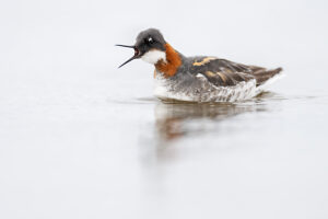 Red necked phalarope (Phalaropus lobatus) on water,calling,Varanger Peninsula,Finnmark,Norway.