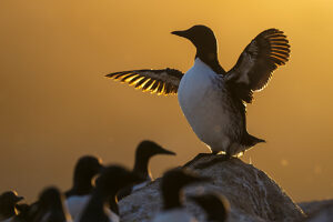 Atlantic guillemot (Uria aalge) standing on rock spreading its wings at sunset,with colony behind,Hornoya bird cliff Island,Vardoe,Varanger Peninsula,Finnmark,Norway.