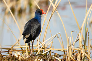 Eastern swamphen (Porphyrio porphyrio) standing in reedbed at edge of lake,Canberra,ACT,Australia. 