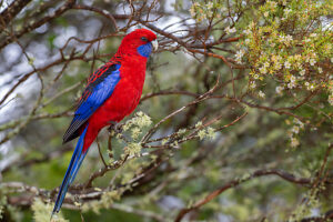 Crimson rosella (Platycercus elegans) perched on branch,Border Ranges,Queensland,Australia. 