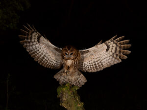 Tawny owl (Strix aluco) landing on perch at night,north Norfolk,England,UK.  