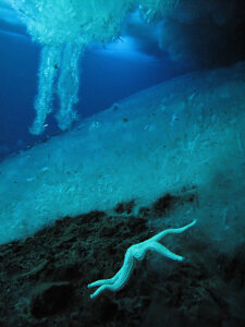 Brinicles (brine icicles or ice stalactites) forming under the ice, growing towards the sea floor, Ross Sea, McMurdo Sound, Antarctica. 