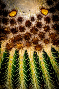 kentia palme topfgröße Kentiapalme XXL grosse Zimmerpflanze main image 1