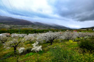 Flowering of cherry trees in early spring in the Valle del Jerte in the province of Caceres in the Autonomous Community of Extremadura in Spain Flowering of cherry trees in early spring in the Valle del Jerte in the province of Caceres in the Autonomous Community of Extremadura in Spain