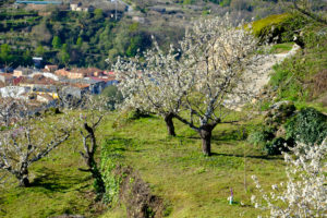 Flowering of cherry trees in early spring in the Valle del Jerte in the province of Caceres in the Autonomous Community of Extremadura in Spain Flowering of cherry trees in early spring in the Valle del Jerte in the province of Caceres in the Autonomous Community of Extremadura in Spain