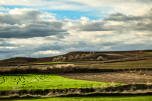 Landscape of vineyards at the end of winter in the region of Ribera del Duero wines in the province of Valladolid in Spain Europe Landscape of vineyards at the end of winter in the region of Ribera del Duero wines in the province of Valladolid in Spain Europe