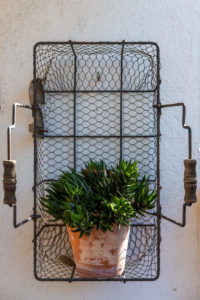 Fasciata haworthia plant in a detail of a Mediterranean style garden in Barcelona in the first days of spring Fasciata haworthia plant in a detail of a Mediterranean style garden in Barcelona in the first days of spring