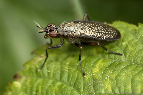 Bildagentur | mauritius images | Snail-killing Fly (Coremacera marginata)  resting on a leaf, Eesveen, Netherlands