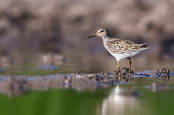 calidris melanotos Bildagentur | mauritius images