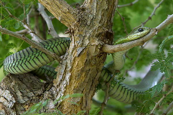 Harpy eagle (Harpia harpyja) juvenile at the nest, stretching