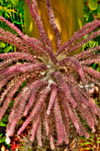 Bildagentur | mauritius images | Detail der Blte der Drachenbaum-Agave ( Agave attenuata)