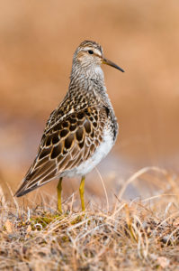oral melanotic macule histology Pectoral sandpiper main image 1