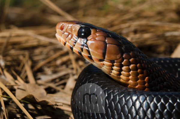 File:Grass Snake (Natrix helvetica) playing dead close-up